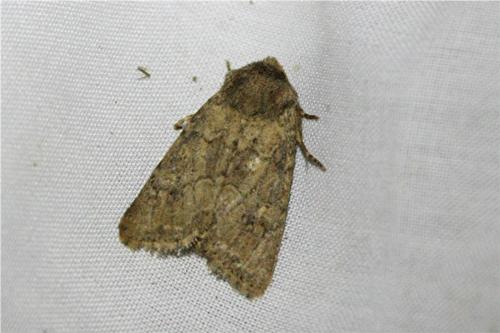 Luperina testacea